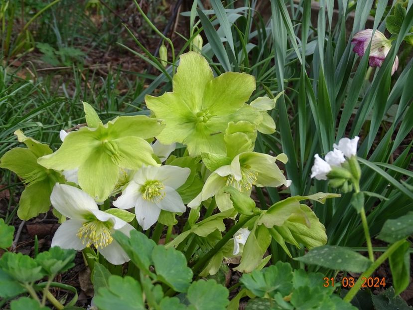  - Helleborus 2024