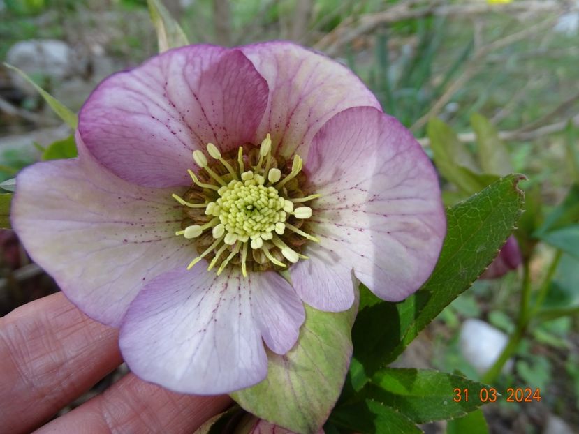  - Helleborus 2024