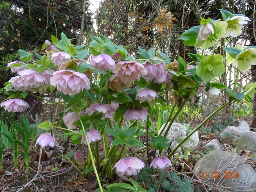 - Helleborus 2024