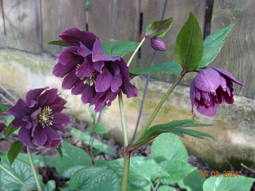 - Helleborus 2024