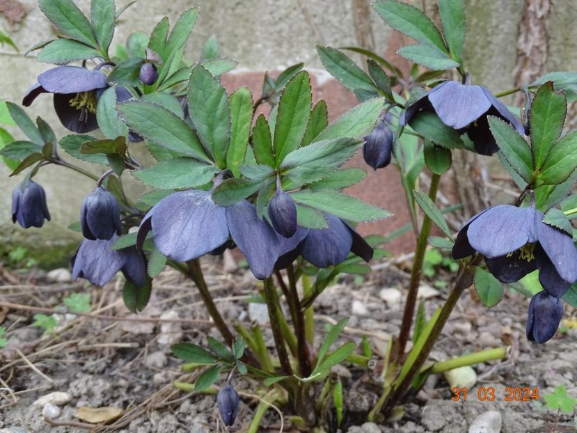  - Helleborus 2024