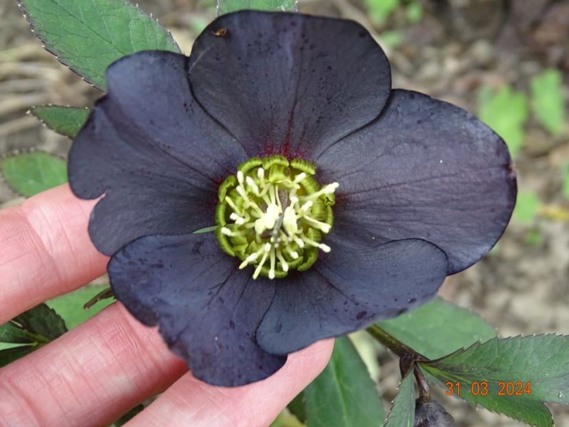  - Helleborus 2024
