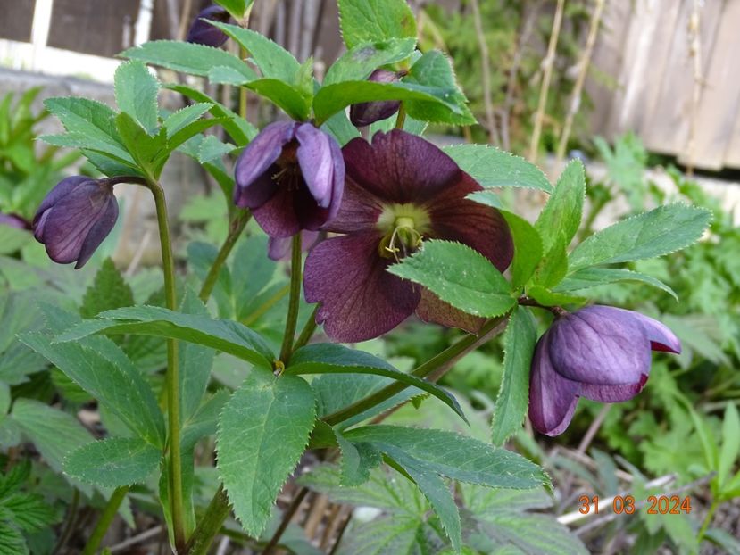  - Helleborus 2024