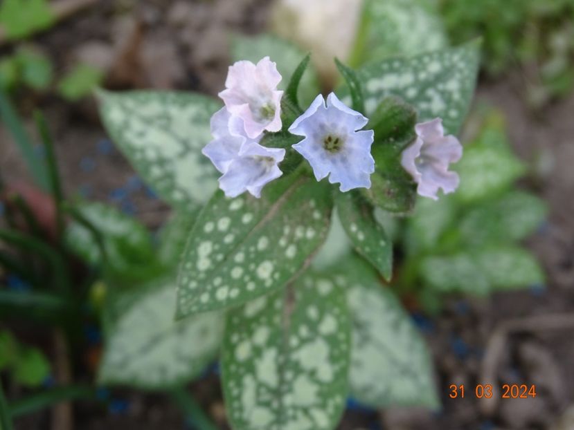 pulmonaria Moonshine - Primavara 2024