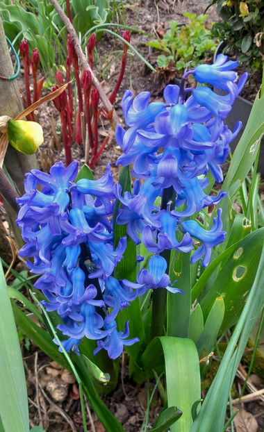  - 2024 - 01 - Primavara