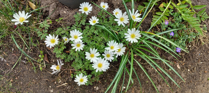  - 2024 - 01 - Primavara