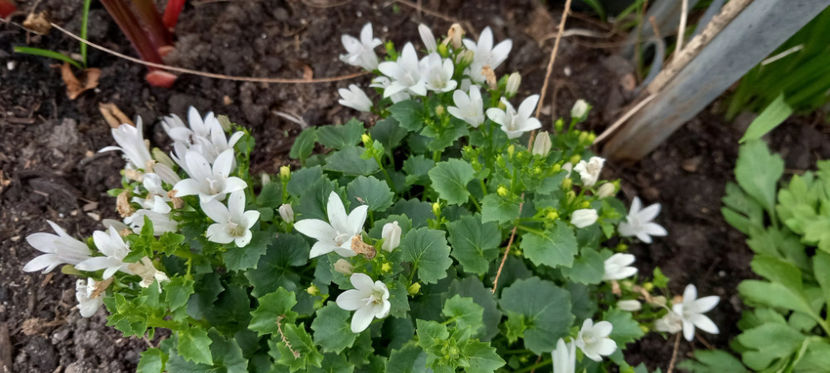  - 2024 - 01 - Primavara