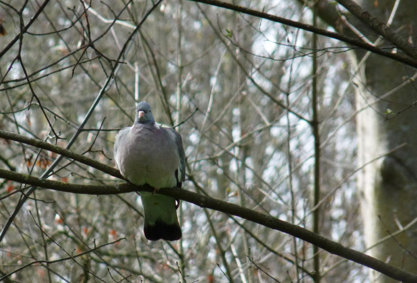  - 2024 - 01 - Primavara