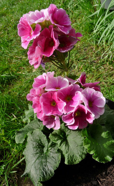  - 2024 - 01 - Primavara