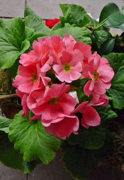  - 2024 - 01 - Primavara