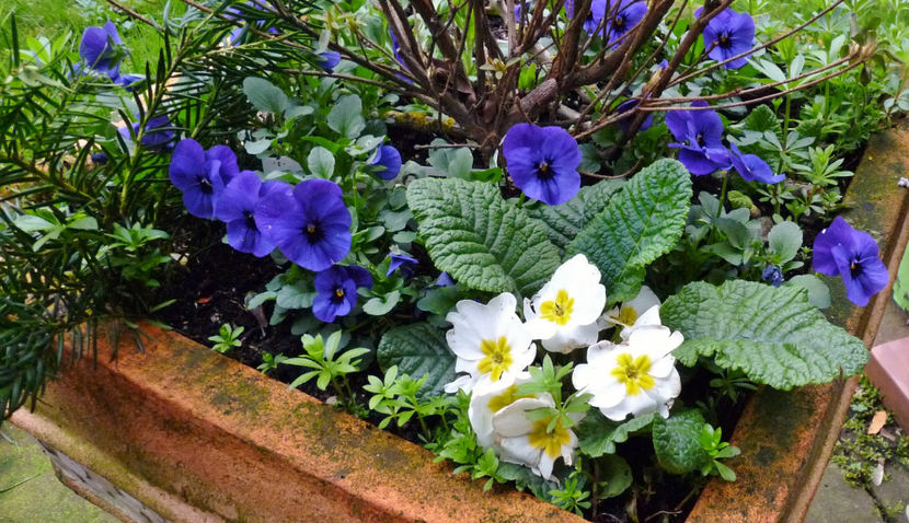  - 2024 - 01 - Primavara