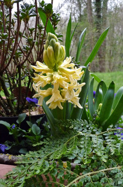  - 2024 - 01 - Primavara