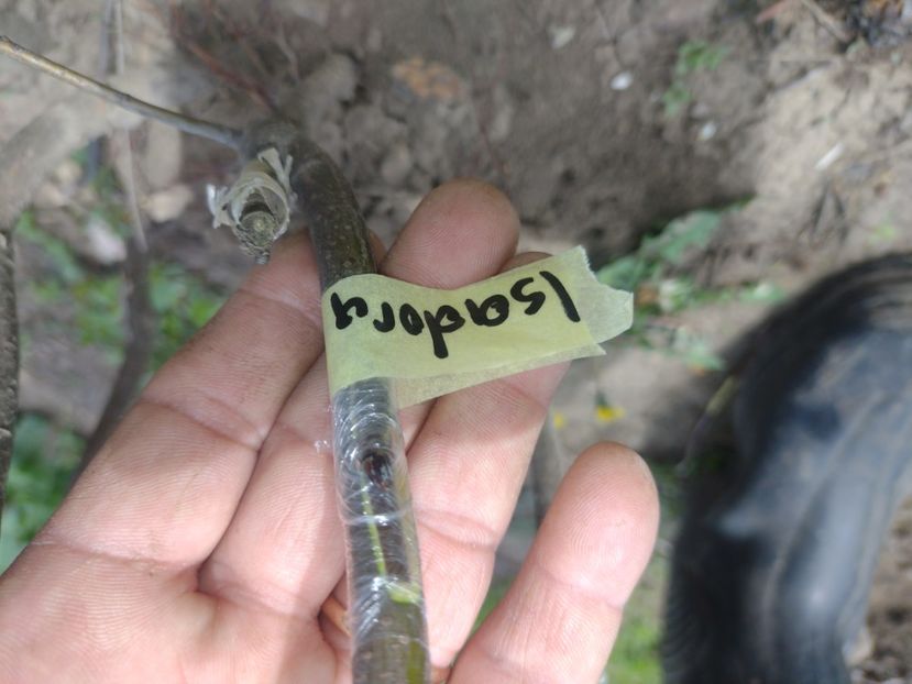 Isadora , verificare afinitate pe gutui - Altoiri 2024