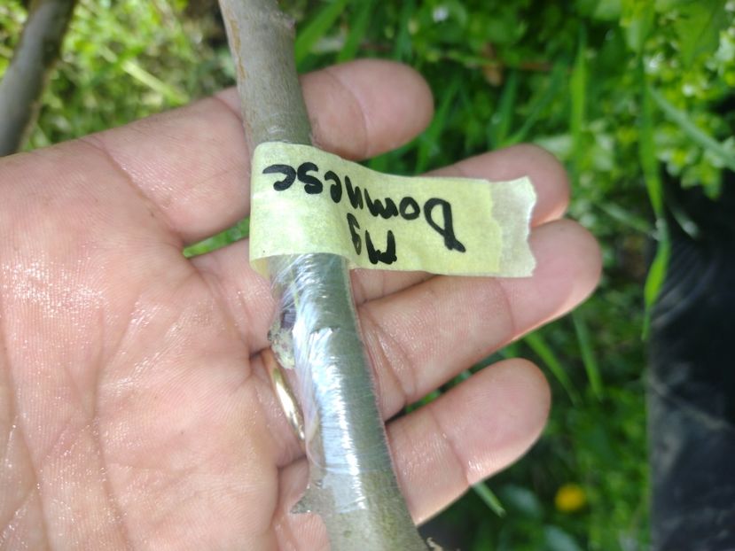 Măr domnesc pe M9 - Altoiri 2024