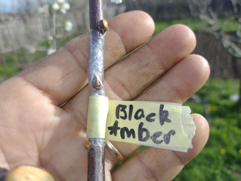 Black Amber - Altoiri 2024