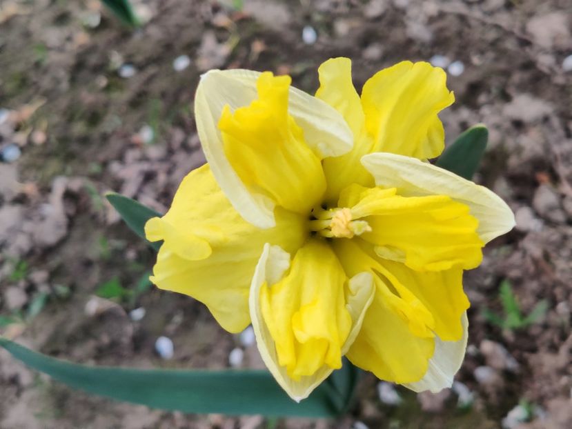 43_Sunny side up_g_la deschidere - Narcise1