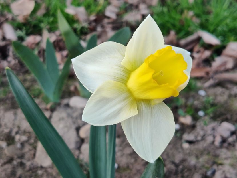 45_Sugar dipped (boboc)_pitica - Narcise2