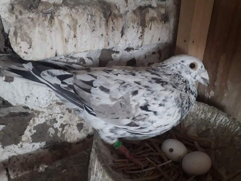  - Nu îmi aparțin 7