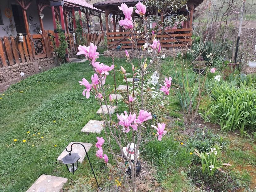 IMG20240401092732 - Magnolii 2024