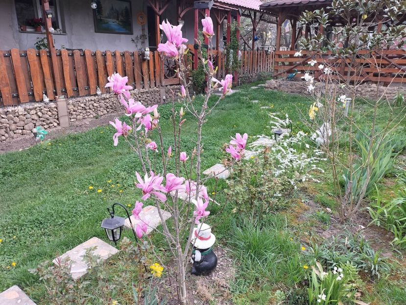 IMG20240401092717 - Magnolii 2024