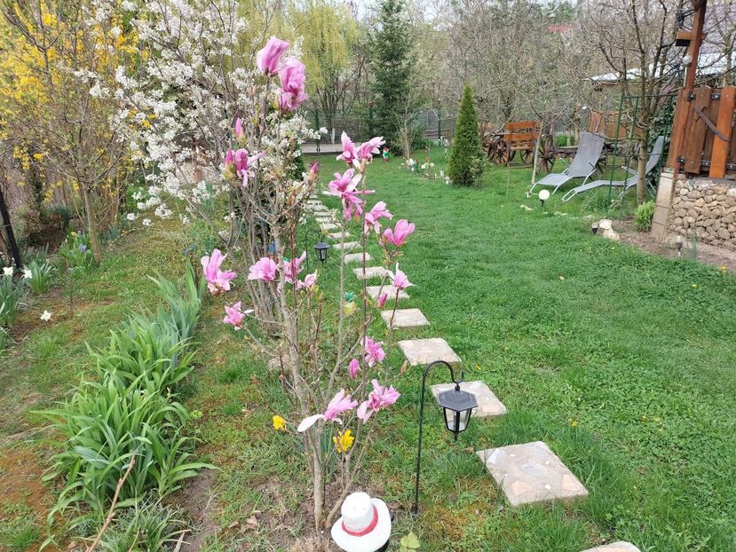 IMG20240401092705 - Magnolii 2024