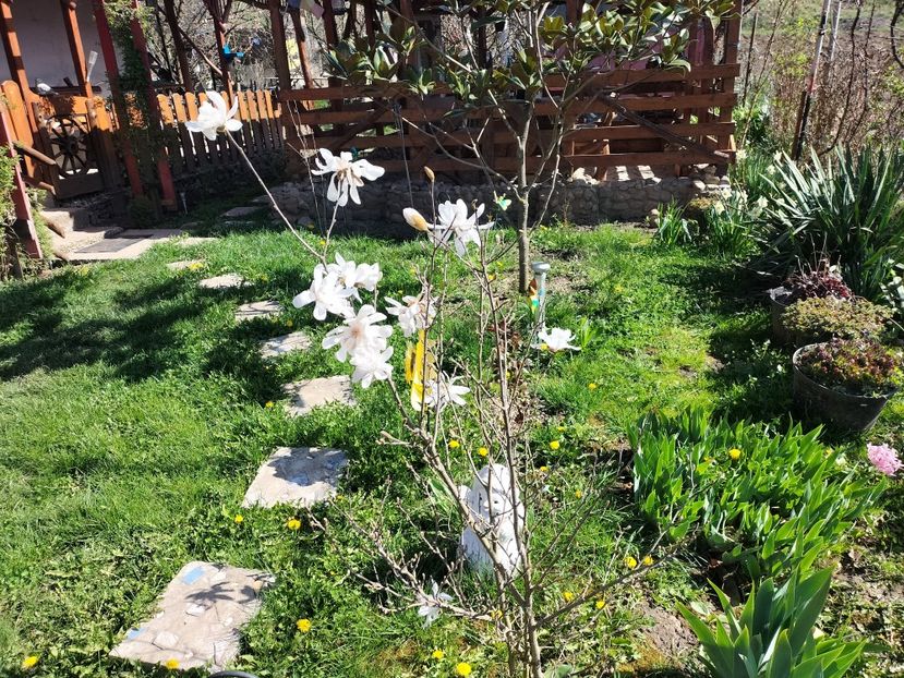 IMG20240330103541 - Magnolii 2024