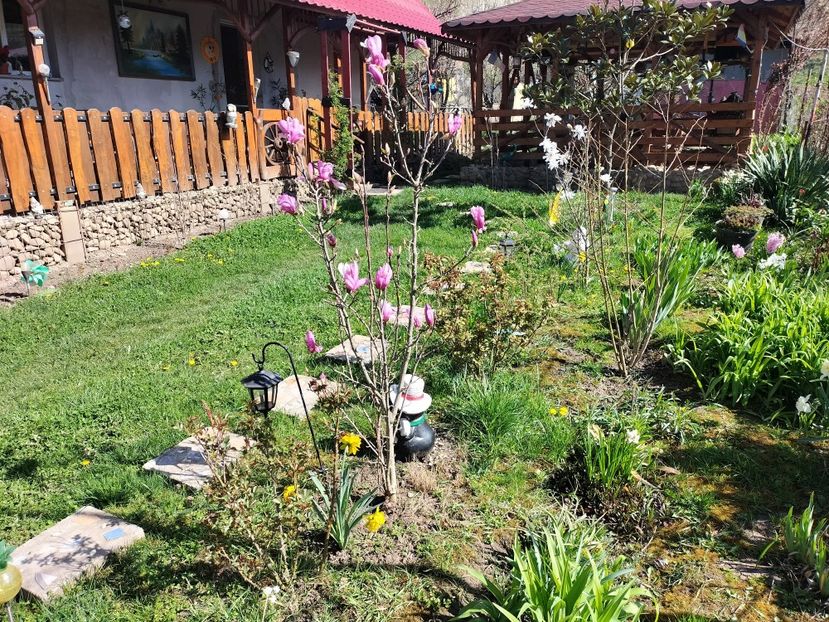 IMG20240330103531 - Magnolii 2024