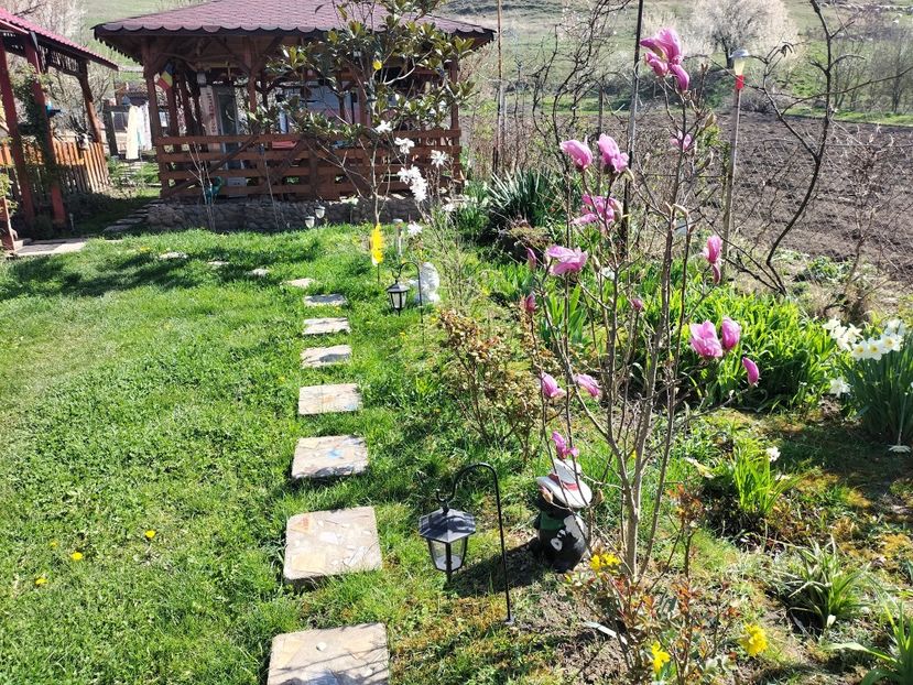 IMG20240330103457 - Magnolii 2024