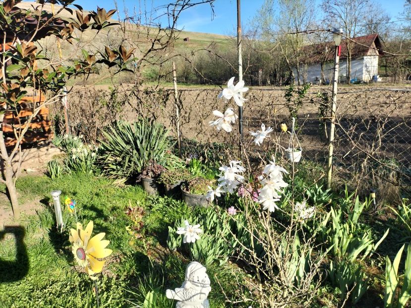 IMG20240329165403 - Magnolii 2024