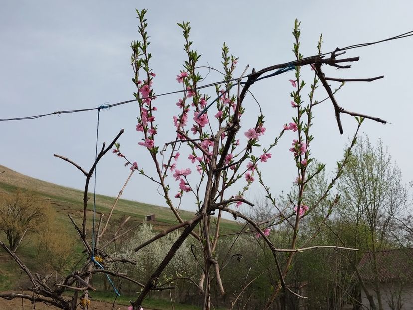 IMG20240401145723 - Primăvară 2024