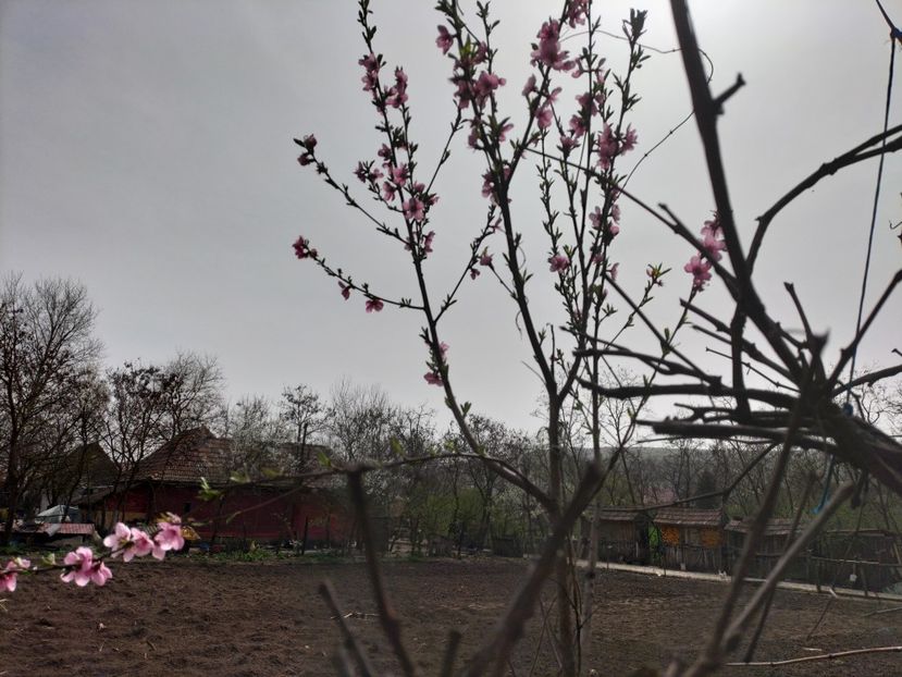 IMG20240401145709 - Primăvară 2024