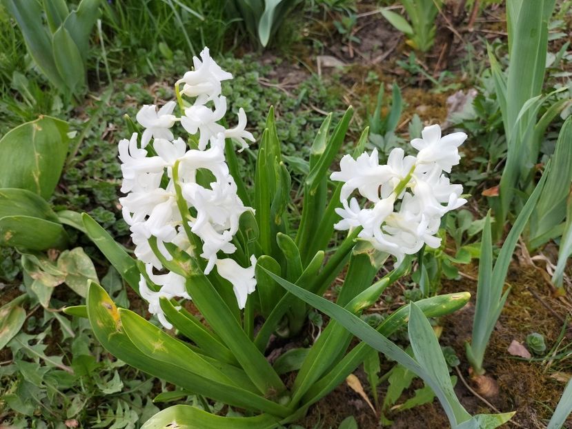 IMG20240401093005 - Primăvară 2024