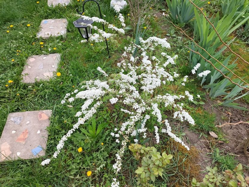 IMG20240401092741 - Primăvară 2024