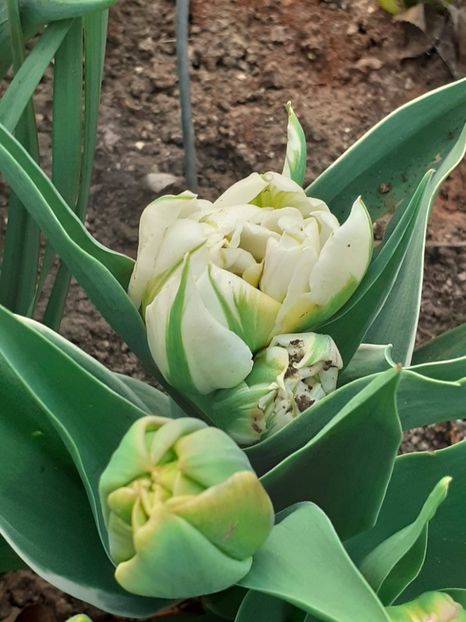  - FEBRUARIE- MARTIE- APRILIE