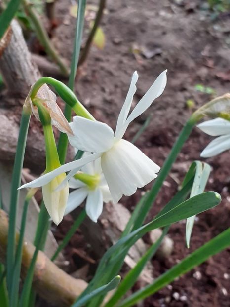  - FEBRUARIE- MARTIE- APRILIE