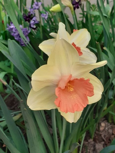  - FEBRUARIE- MARTIE- APRILIE