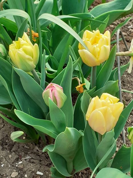  - FEBRUARIE- MARTIE- APRILIE