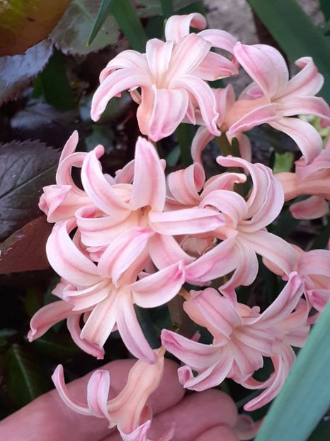  - FEBRUARIE- MARTIE- APRILIE