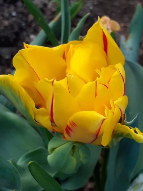  - FEBRUARIE- MARTIE- APRILIE