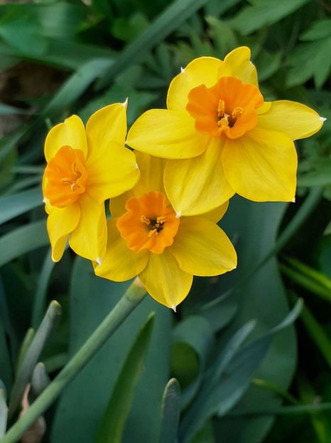  - FEBRUARIE- MARTIE- APRILIE