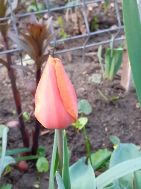  - FEBRUARIE- MARTIE- APRILIE