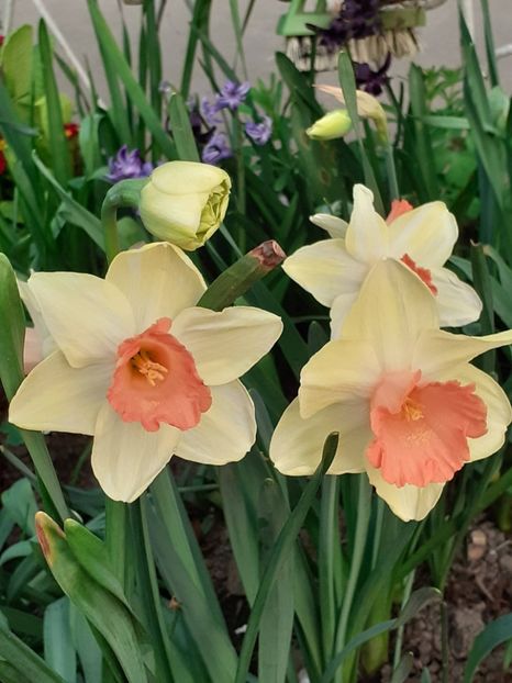  - FEBRUARIE- MARTIE- APRILIE