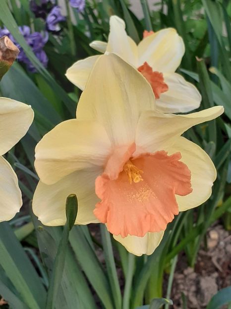  - FEBRUARIE- MARTIE- APRILIE