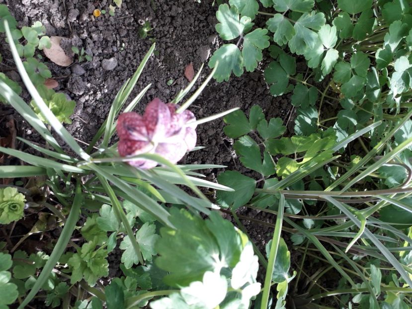 20240401_164825[1] - fritillaria meleagris