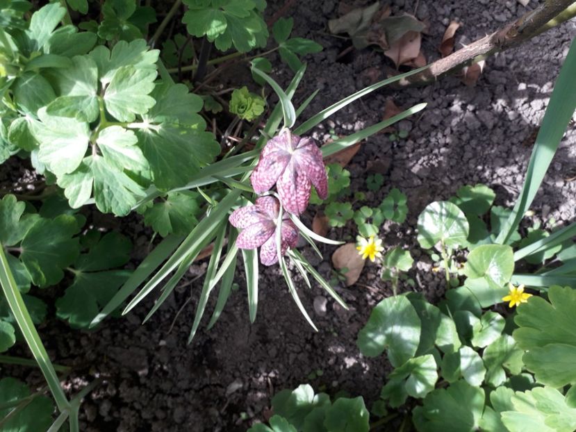 20240401_164728[1] - fritillaria meleagris