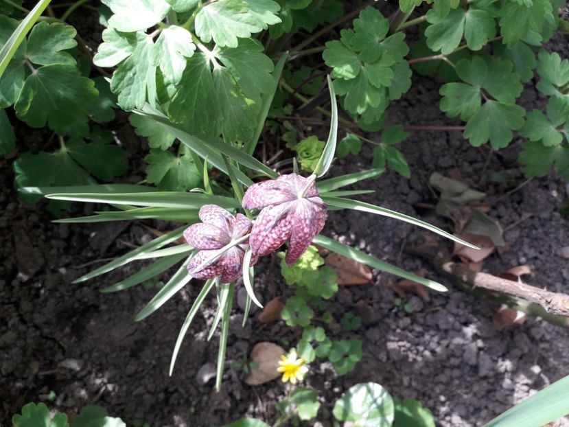 20240401_164725[1] - fritillaria meleagris