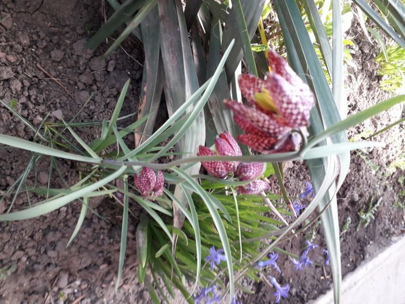 20240401_164645[1] - fritillaria meleagris