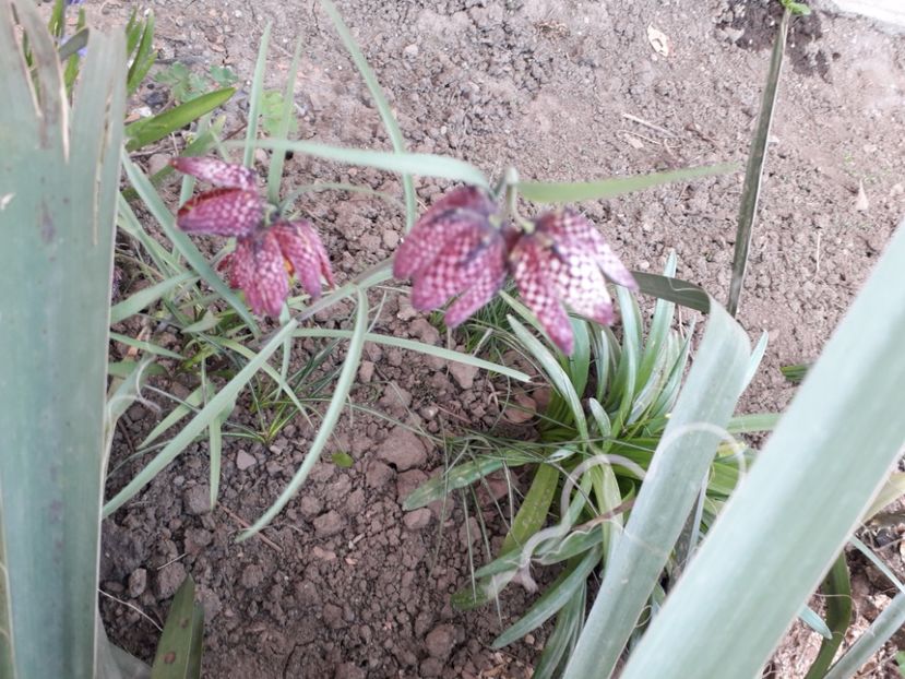 20240401_164631[1] - fritillaria meleagris