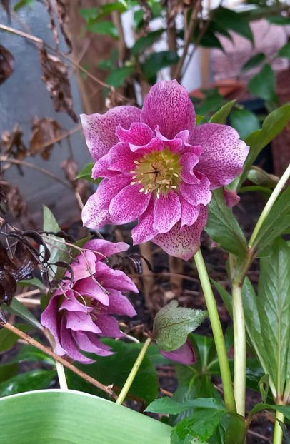 © - Helleborus - Spanz