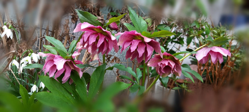 © - Helleborus - Spanz